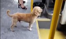 一个狗狗最新爆料图片,狗狗最新爆料萌态十足